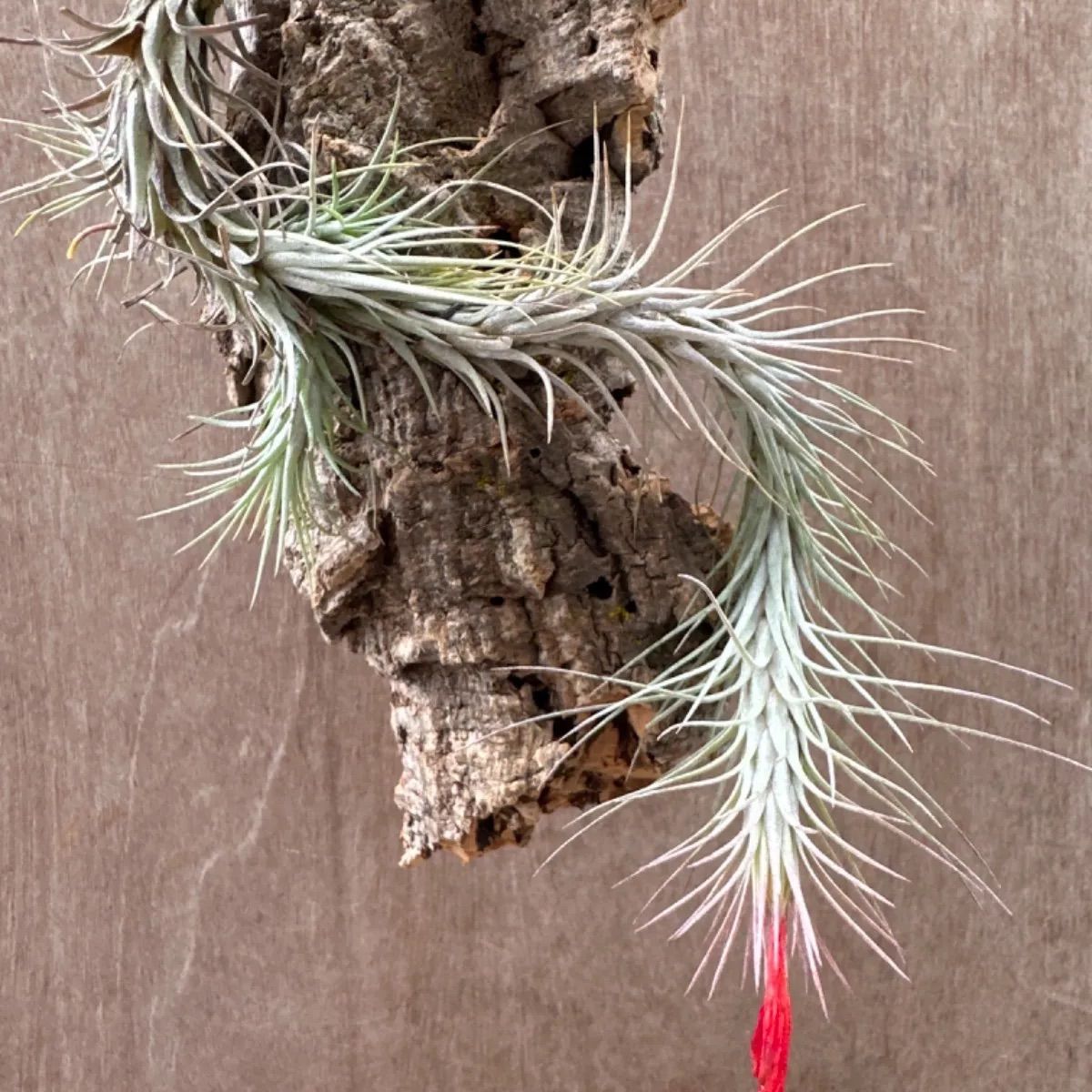 チランジア フンキアナ Tillandsia funckiana ティランジア エアプランツ エアープランツ 現品 観葉植物 観葉 植物 珍奇植物 珍奇 珍しい ハンギング 吊るす 吊り下げ インテリア プレゼント おしゃれ かわいい  グリーン