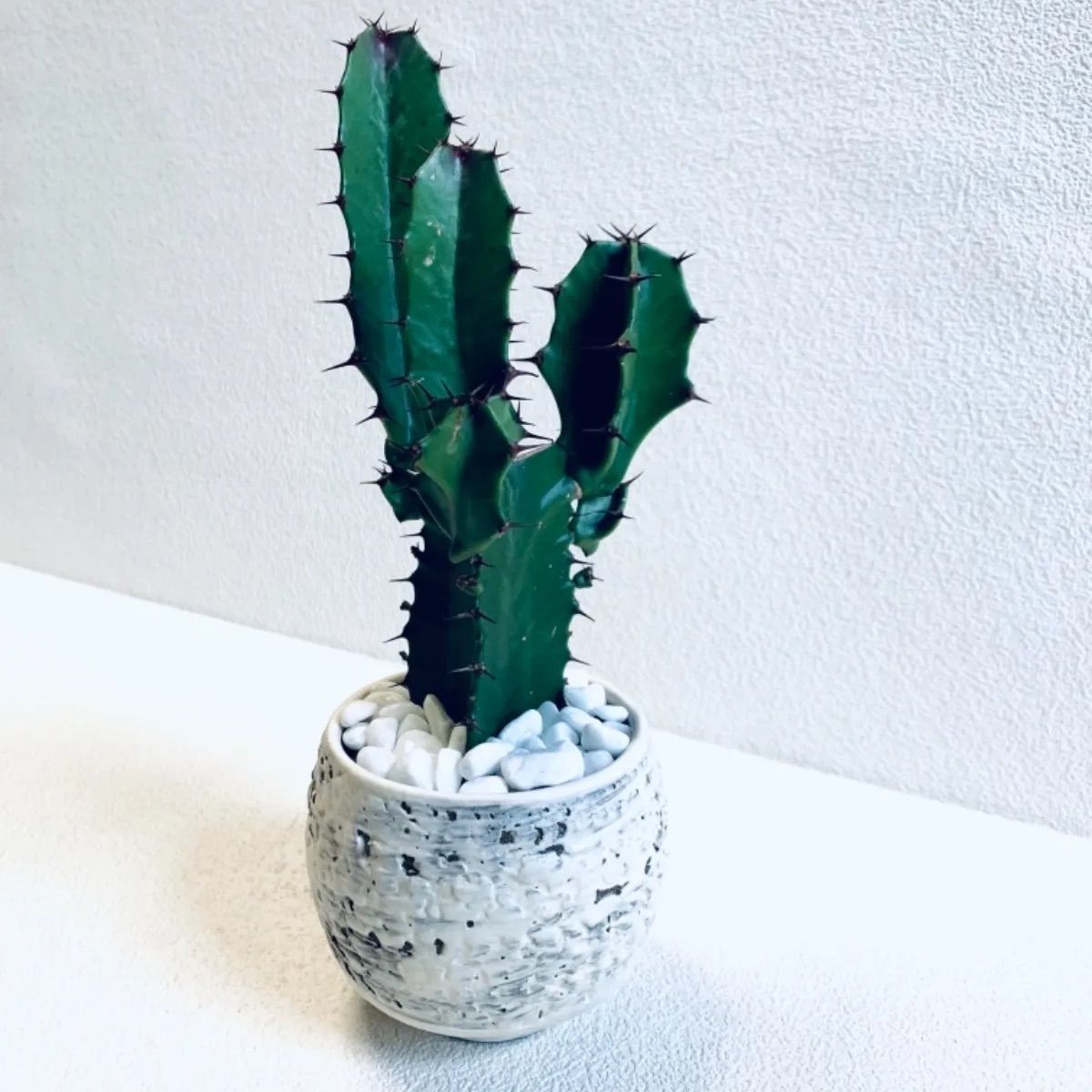 まとめ買い 新品 未使用 ハイドロカルチャー ダイウンカク 大雲閣 多肉植物 小石原焼 陶器 観葉植物 植物 観葉植物 Www Setopen Com Www Setopen Com