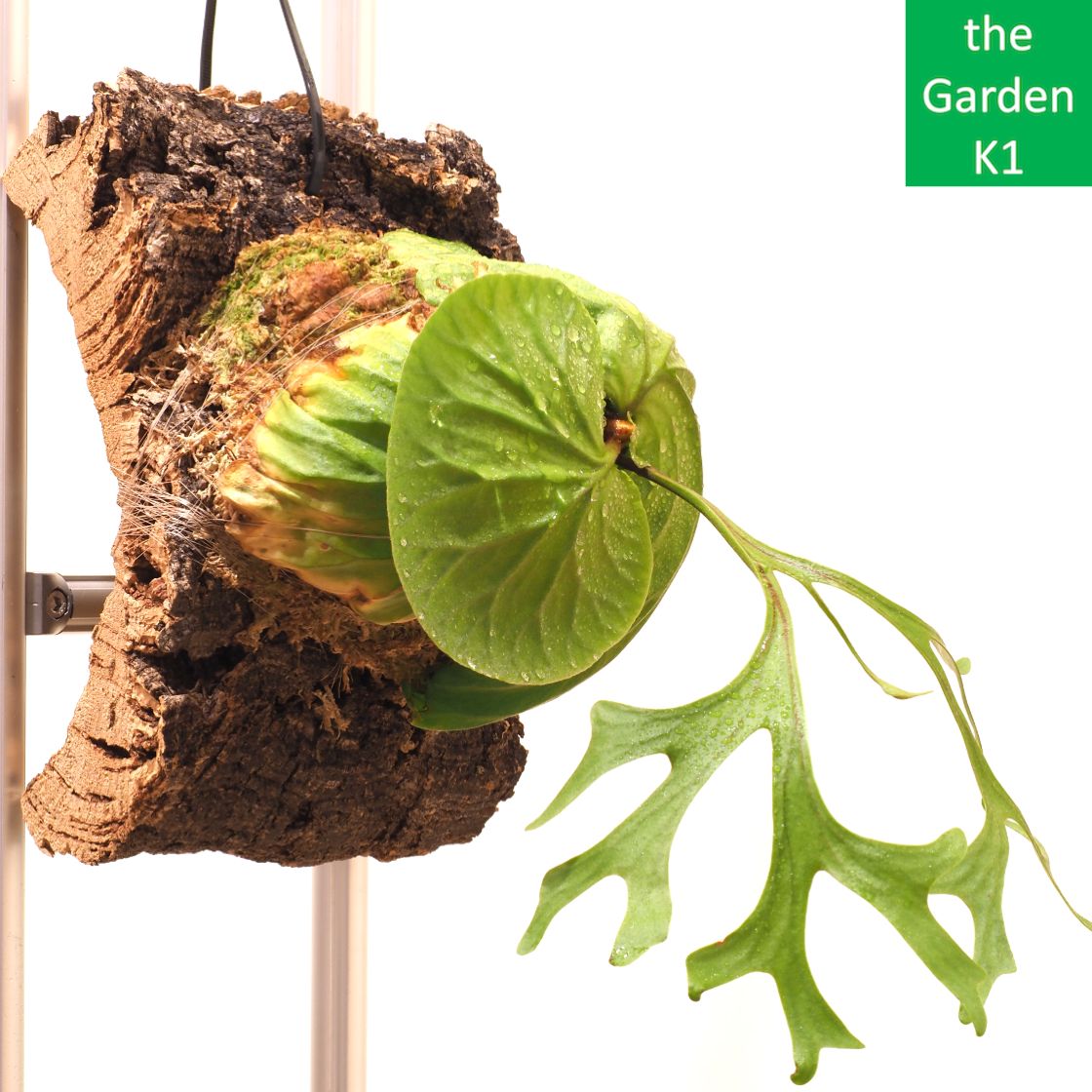 ビカクシダ】リドレイ・コルク付け R20016 【コウモリラン