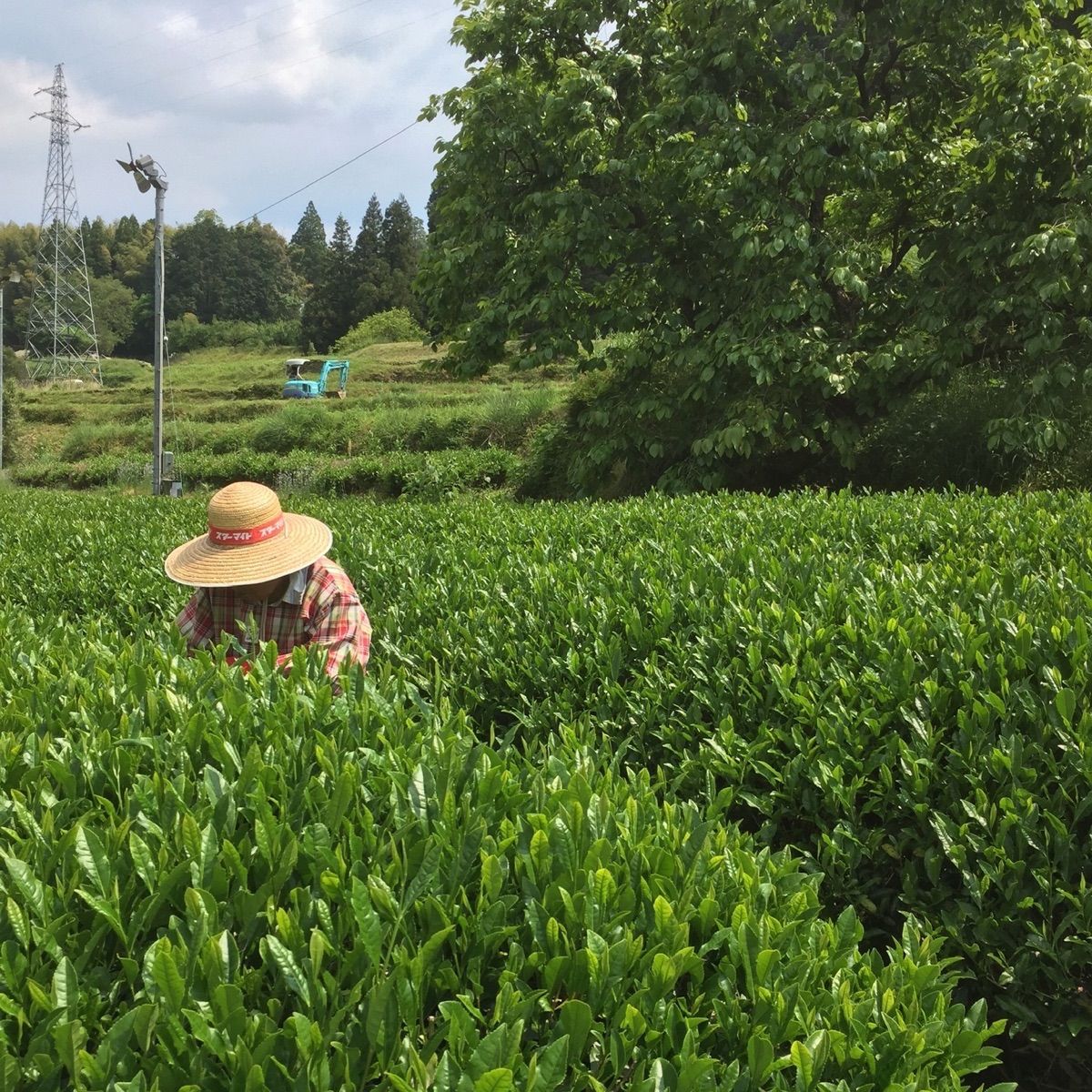 八女お茶 特上煎茶1袋 みいこ様専用 - メルカリShops