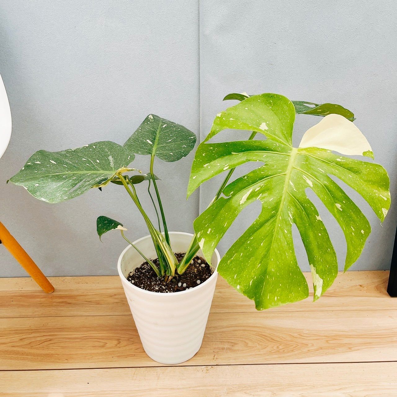 現品］【希少】1番 モンステラ 斑入り 7号 レア 観葉植物 室内 鉢