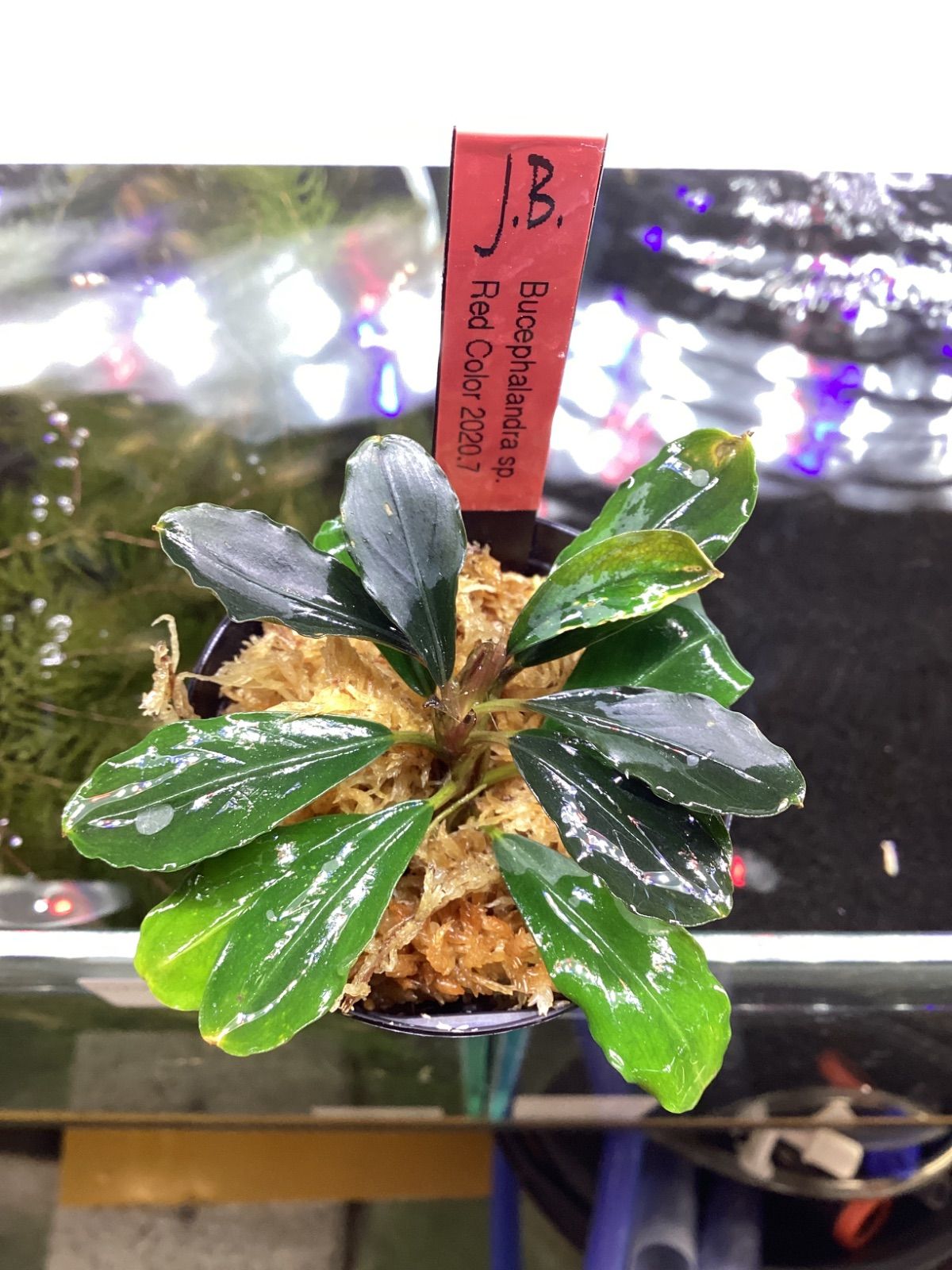 ブセファランドラsp.レッドレイン　(red vein)大株 ブセファランドラsp レッドレイン (red vein)大株｜Yahoo!フリマ（旧