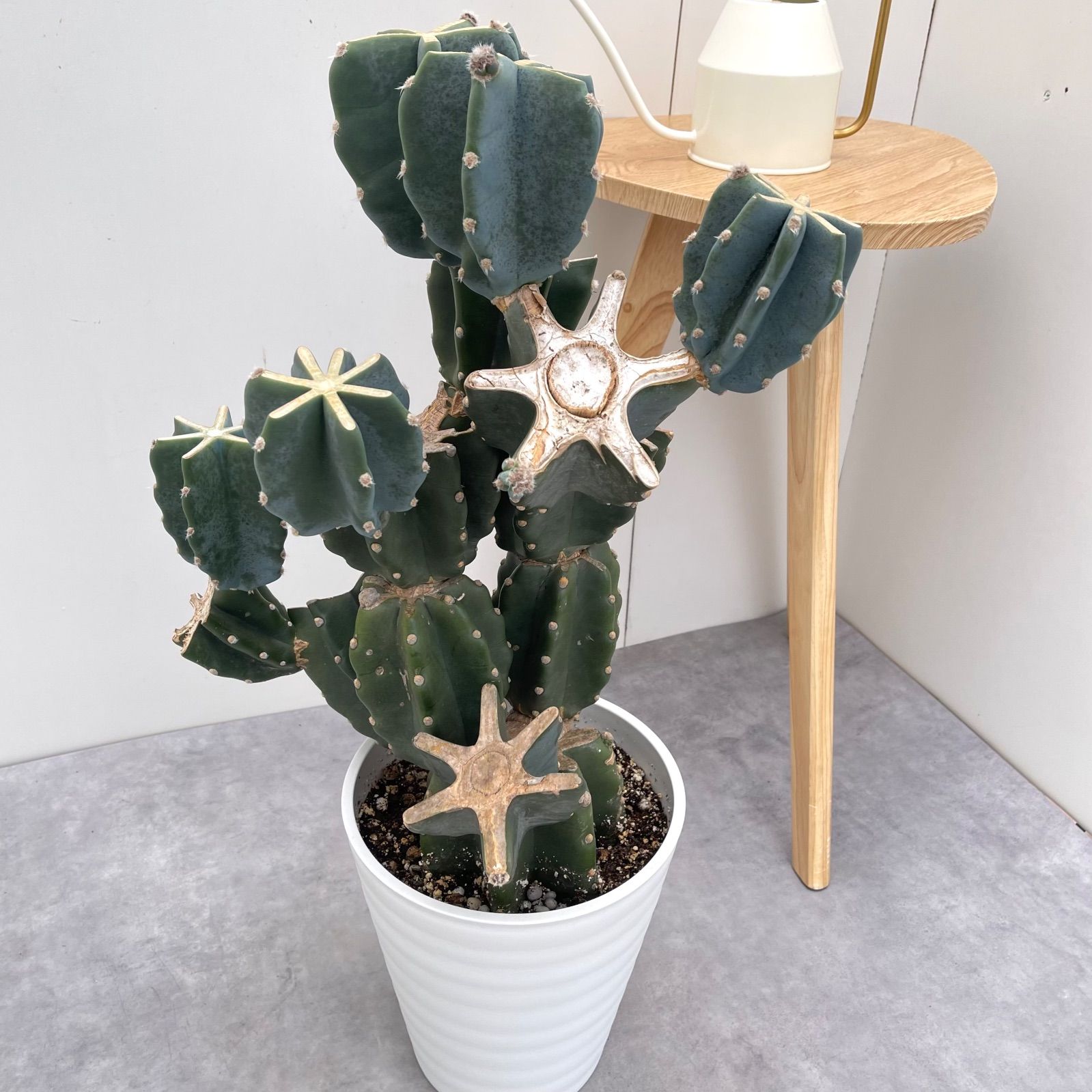 柱サボテン ブランチ 5 現品 観葉植物 室内 ドライガーデン 大型