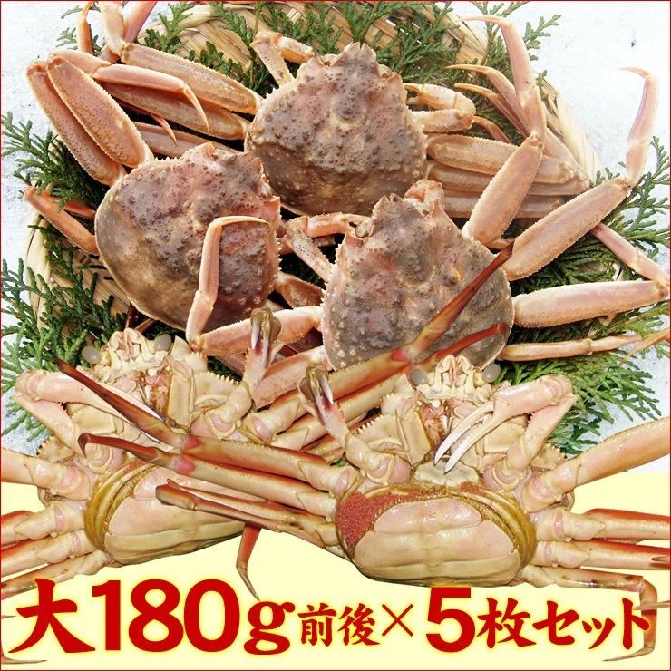 ☆活(生)セコガニ(親がに)訳あり【11月中旬～下旬以降出荷(90日以内に発送)】活(生)でお届け【冷蔵】大サイズ(180g程度が5枚入)蟹かにカニズワイガニ生1805