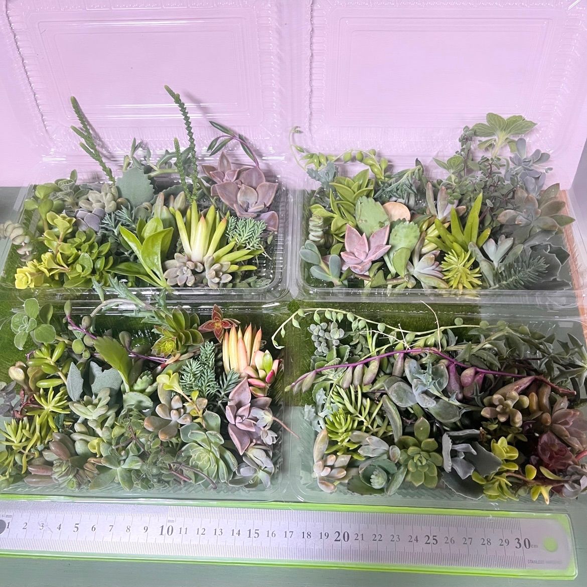 多肉植物 カット苗✩.*˚詰め合わせ