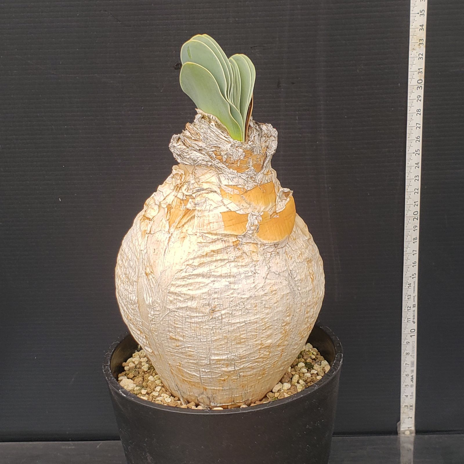 H418 自社養生株 ブーファン ハエマンソイデス 現地球 発根株 鉢植え 球根植物