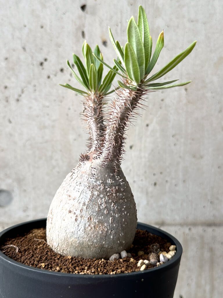 発根済み グラキリス