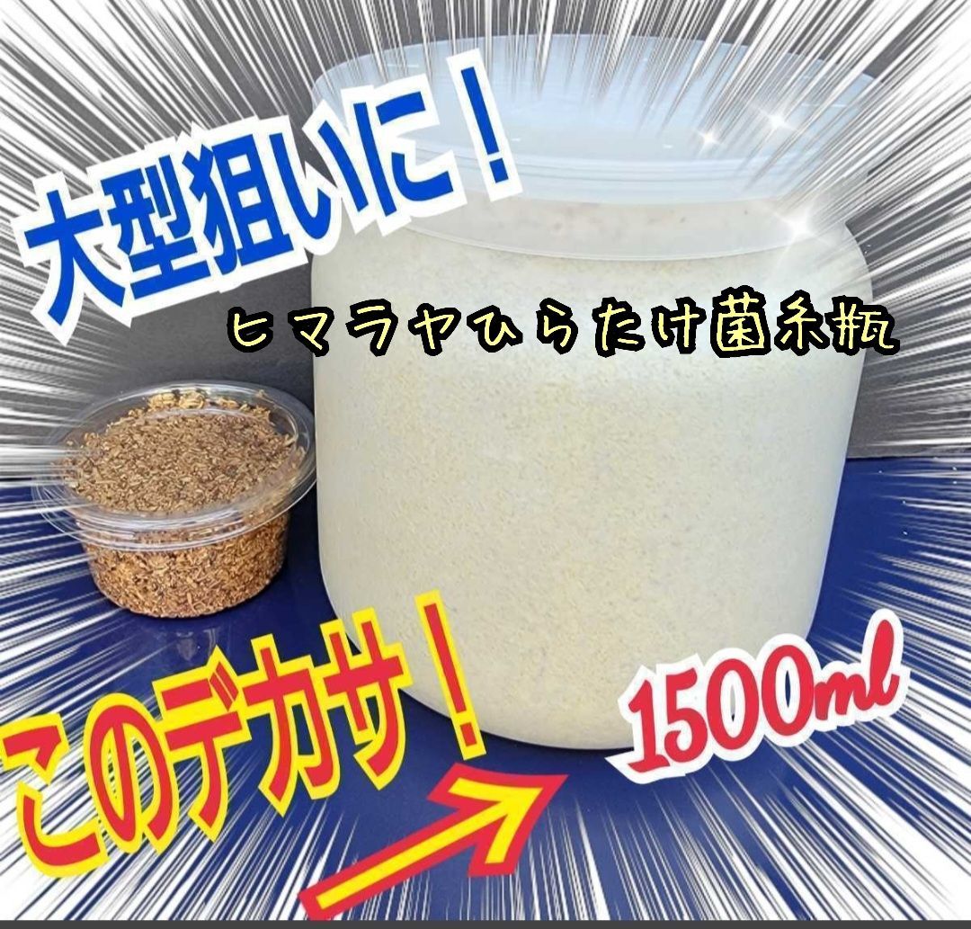 大型狙いに！ヒマラヤひらたけ菌糸瓶 特大1500ml国産