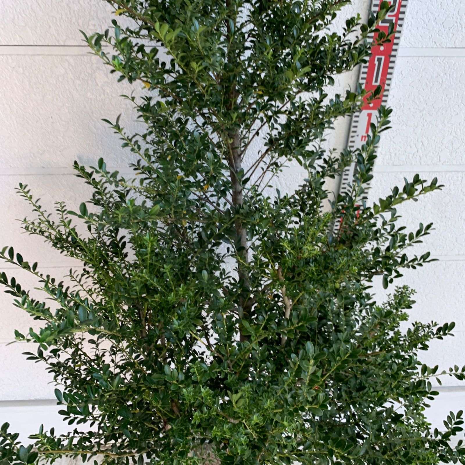 キンメツゲ 生垣用 約160cm トピアリー 玉柘植 柘植 苗木 植木 庭木 生垣 垣根 目隠し