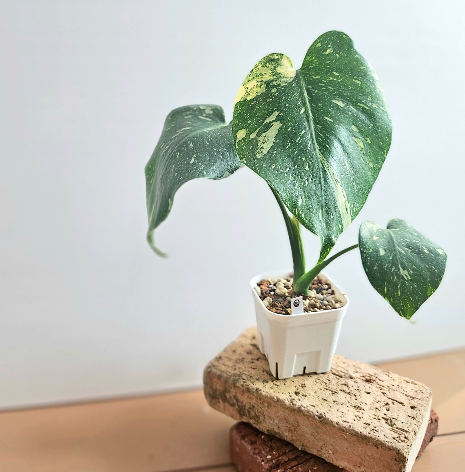 モンステラ・デリシオサ・グリーンモンスター ☆ Monstera Deliciosa