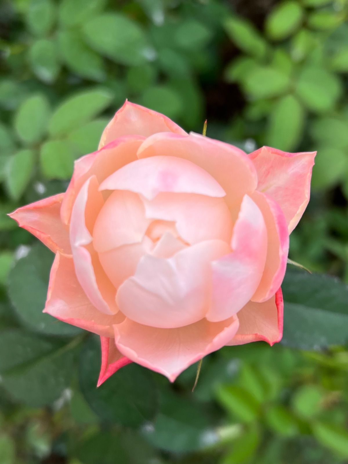 後藤様専用」 切り花品種バラ苗 レアバラ 2点 後藤」切り花品種バラ苗 2