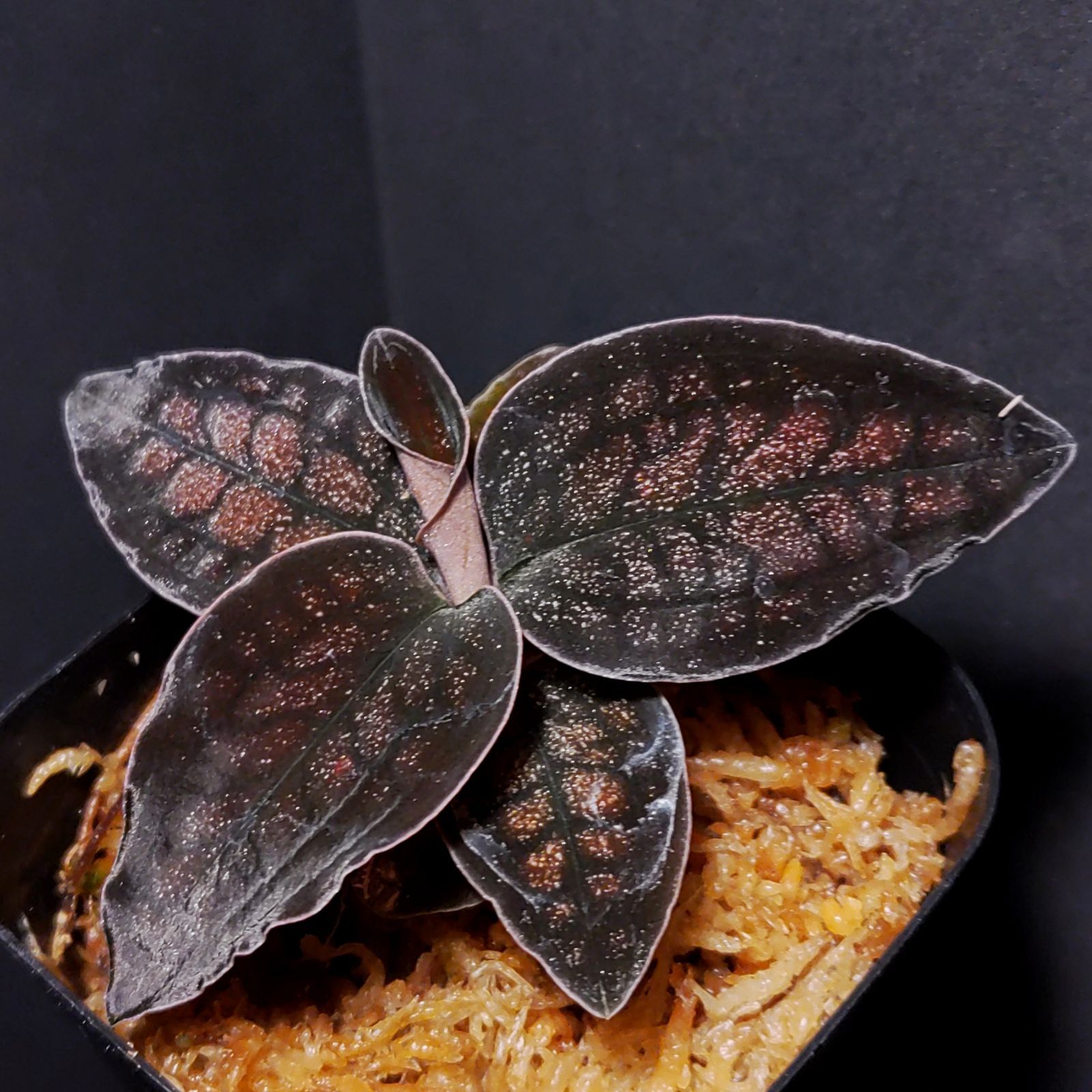 ジュエルオーキッド シストーチスsp．パプア グリーンタイプ 【公式通販】