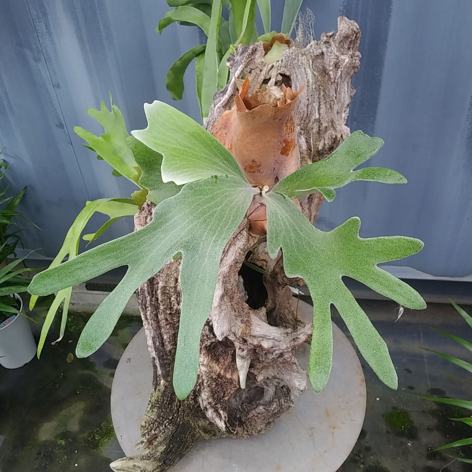 現品 特大 着生流木ビカクシダ ☆ ビフルカツム ☆ 耐寒性あり 