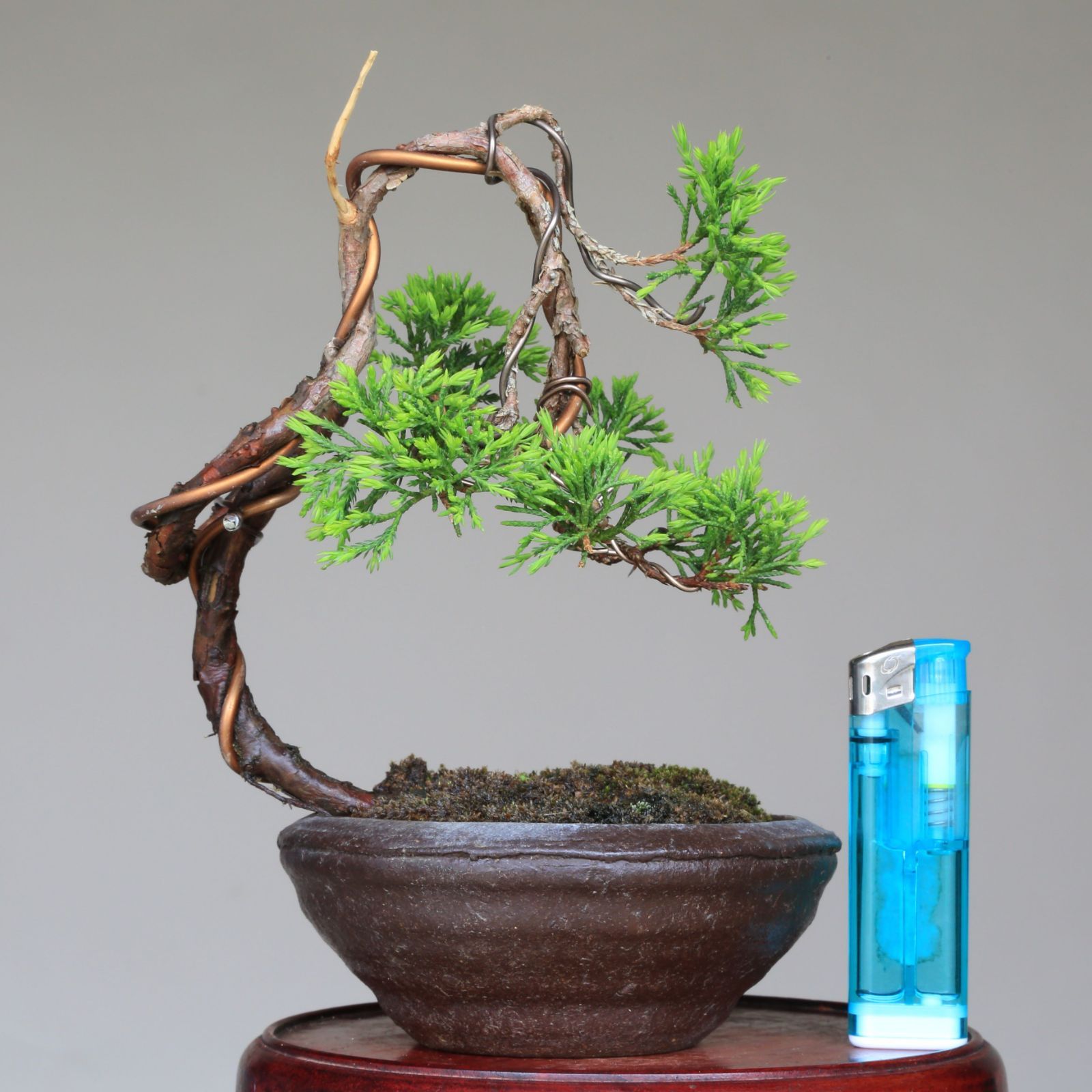 真柏 盆栽 松 盆栽鉢 鉢 【公式通販】