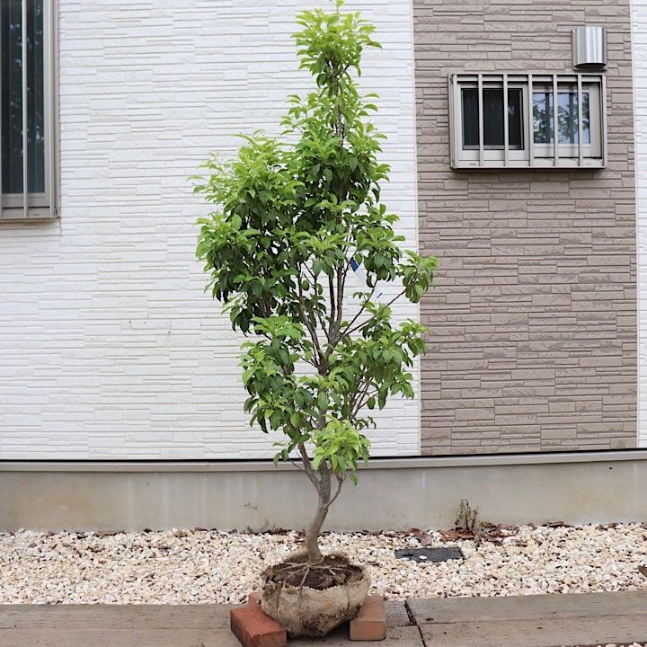 唯一。山採りソヨゴ。 よこやま 特別純米 吟のさと 壱岐酵母仕込み 720ml