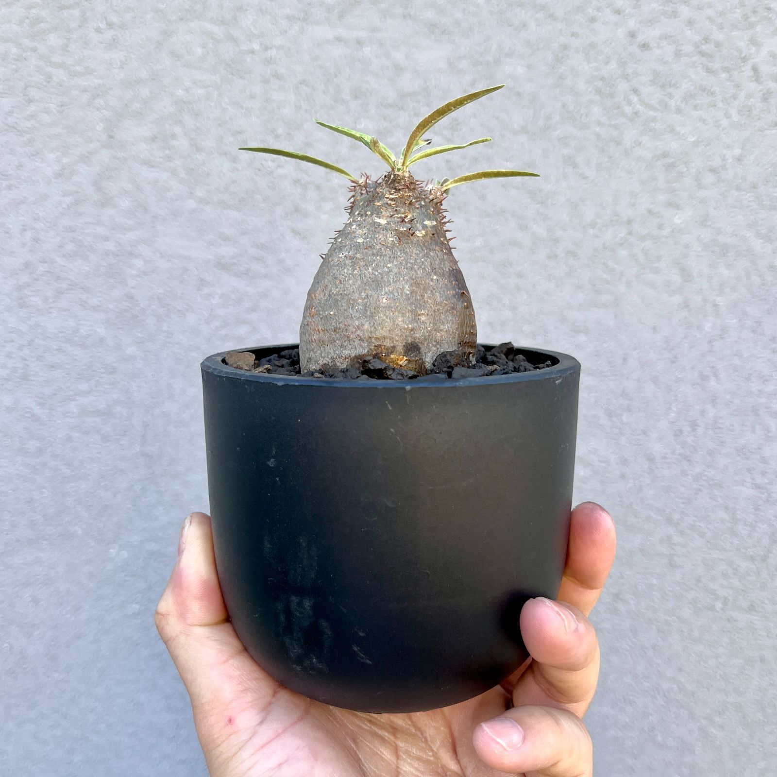 パキポディウム・グラキリス｜Pachypodium rosulatum var. gracilius