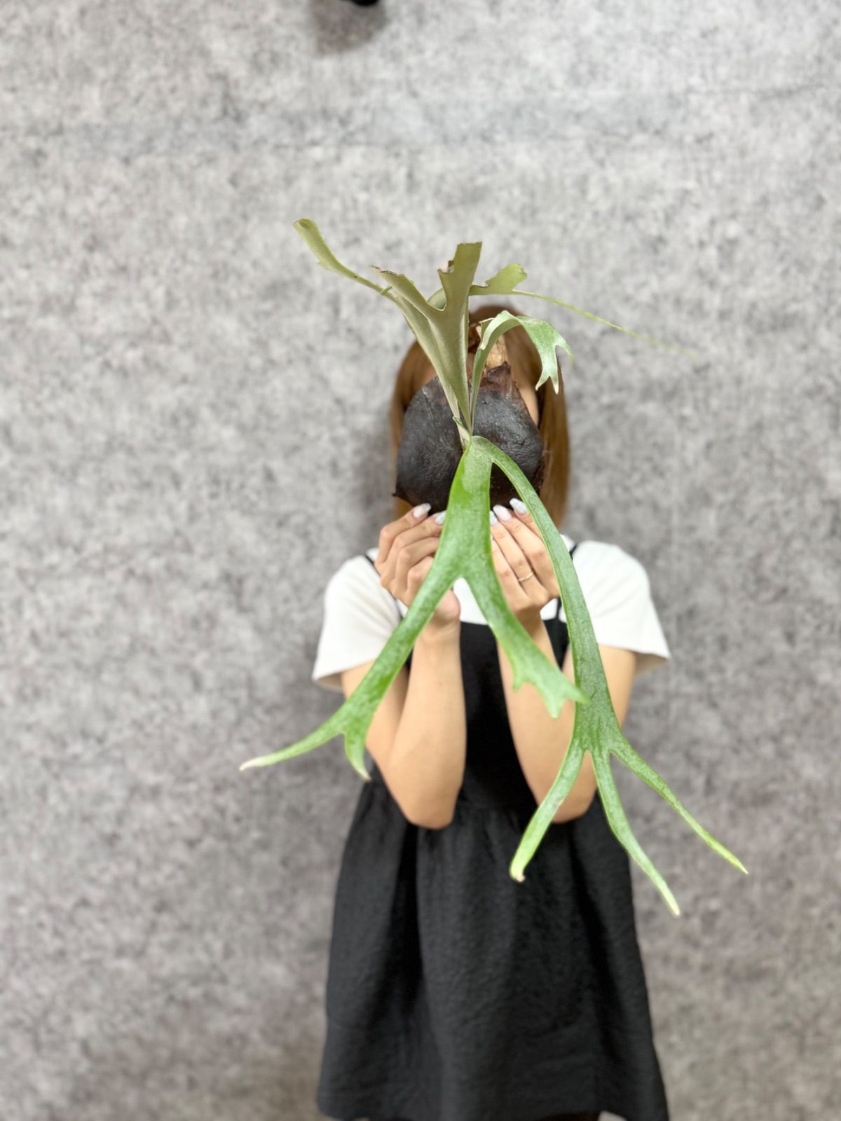 ▽P.willinckii Wild East Java▽ C5 ウィリンキー ワイルド