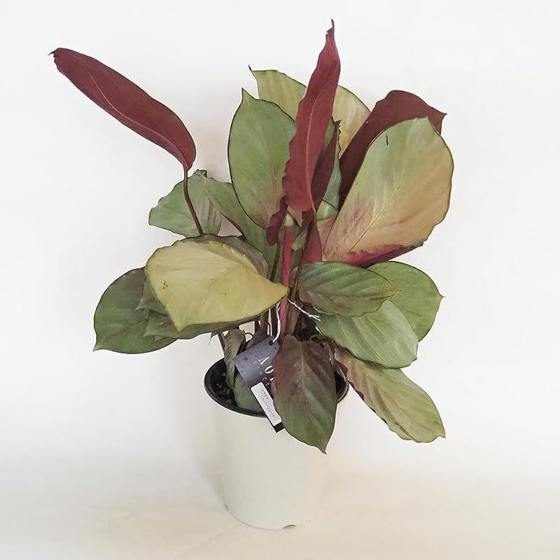 ＩＴＡＮＳＥ カラテア シルバープレート 5号 1個売り 品種で選べる観葉植物 学名 Calathea Silver Plate クズウコン科 多年草 原産地 中南米●光沢のあるシルバーグリーンの葉が特徴 葉の表面は 均一に輝く緑がかった灰色で