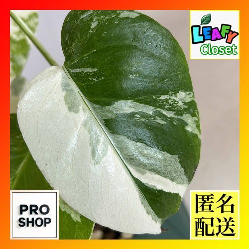 観葉植物 モンステラ ホワイトタイガー 4号スリット鉢 個体K 観葉植物 モンステラ ホワイトタイガー 4号スリット鉢 個体K