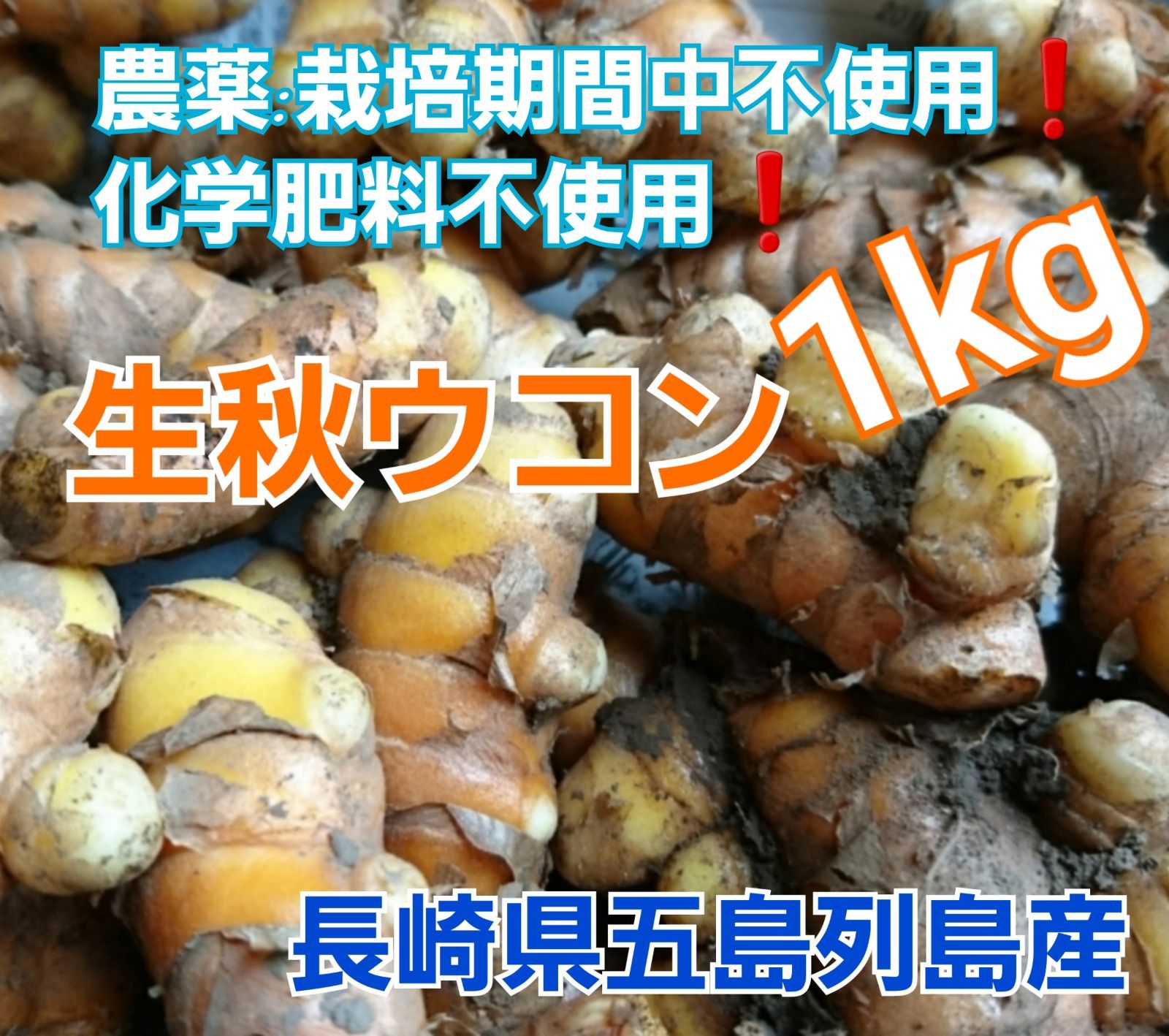 農薬:栽培期間中不使用 化学肥料不使用 【生秋ウコン】１kg。長崎県