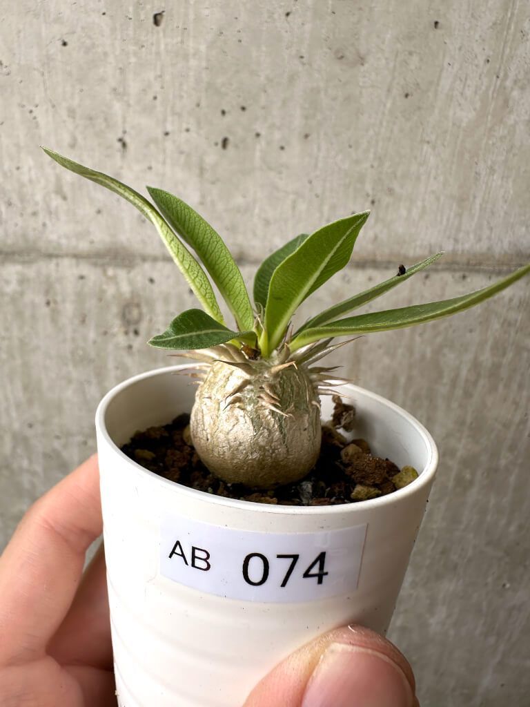 小出 楢重、牡丹、希少画集画、新品額装付