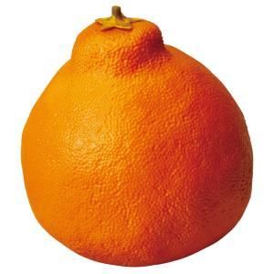 【新品・3営業日で発送】ASCA アスカ デコポン (A-20461-030)【入数:12】