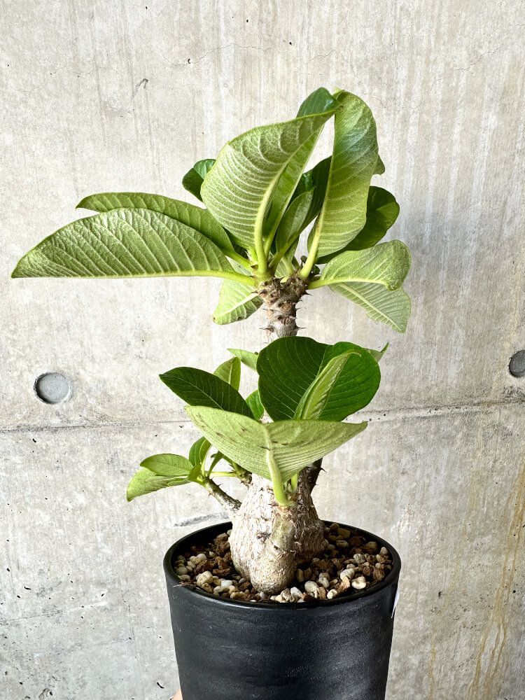 現品限り】パキポディウム・ウィンゾリー 大株 実生【J66