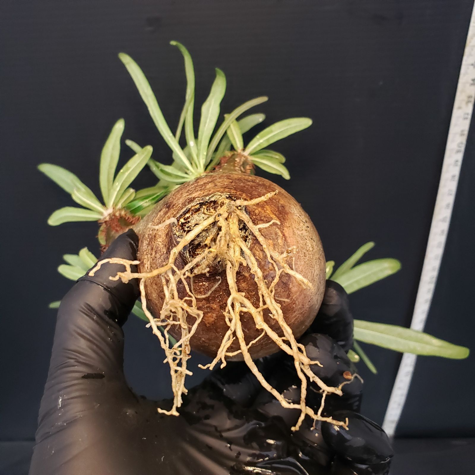 N445【自社養生・発根株】Pachypodium グラキリス（S）（現地球