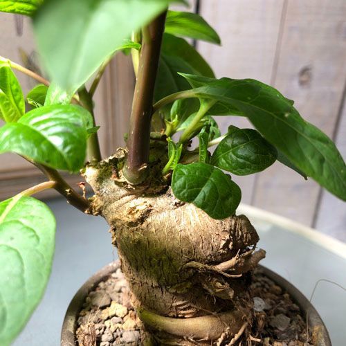 塊茎植物 オンブー(フィトラッカ・ディオイカ) 3号陶器鉢(現品 一点