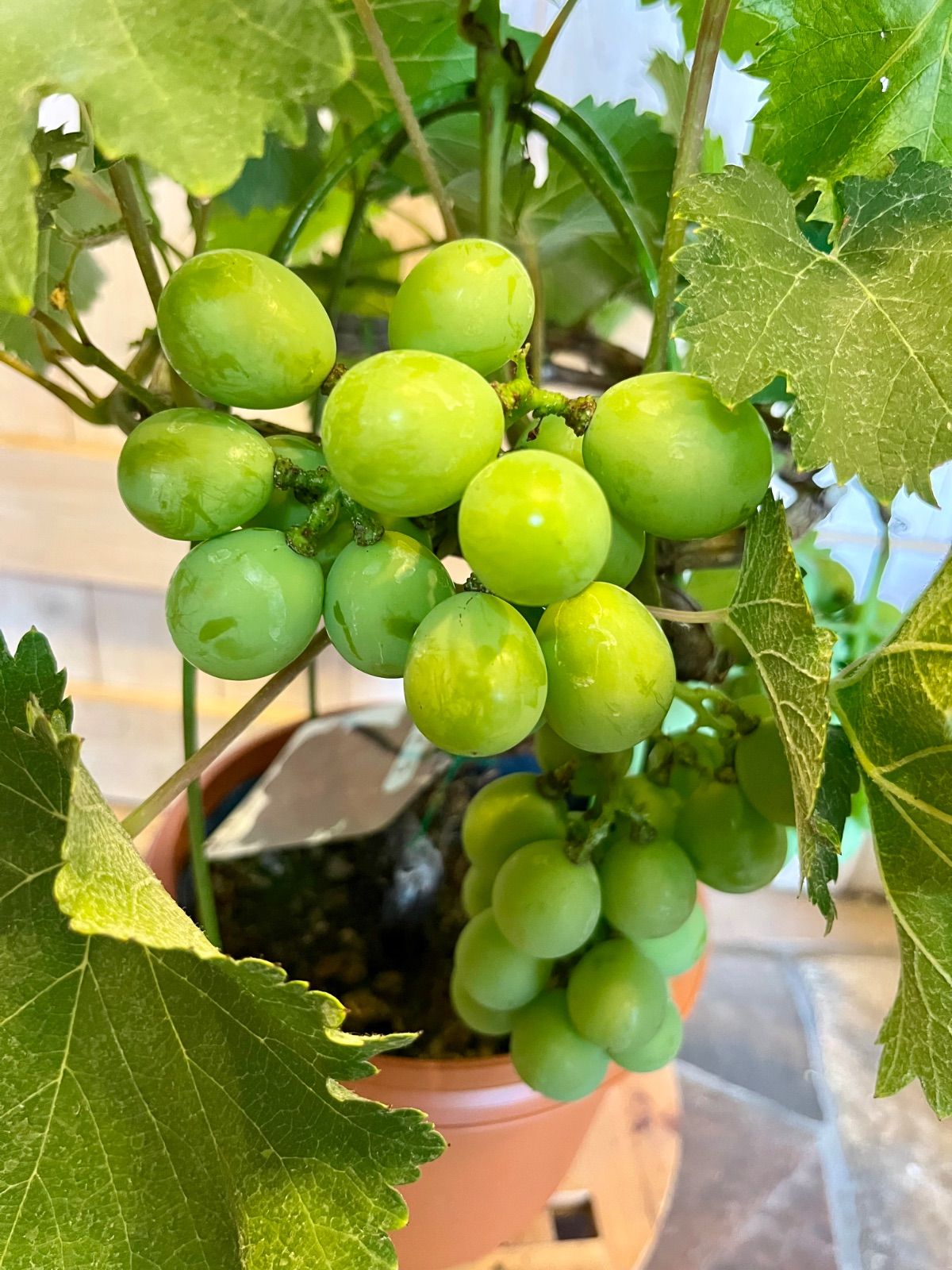 山葡萄　苗木　2メートル　大小セット 山葡萄 苗木 2メートル 大小セット - メルカリ