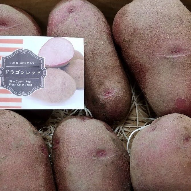 訳ありドラゴンレッド10キロ北海道剣淵町産じゃがいも
