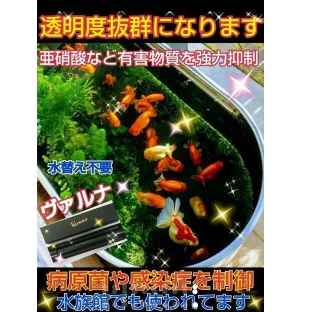 水槽の水が綺麗になります【ヴァルナミニ8㎝】水槽に入れるだけ！水替え不要で透明度を抜群に保ちます！有害物質や病原菌も強力抑制！魚が元気に長生きします！  - メルカリ