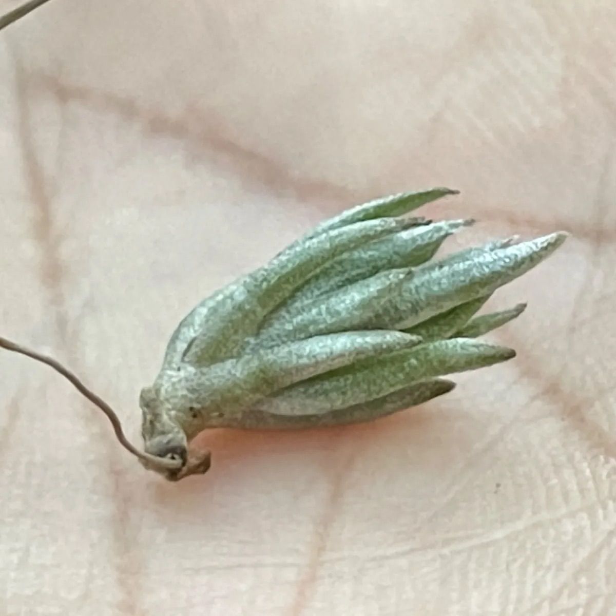 エアープランツ　ペイラノイ チランジア ペイラノイ Tillandsia peiranoi エアプランツ