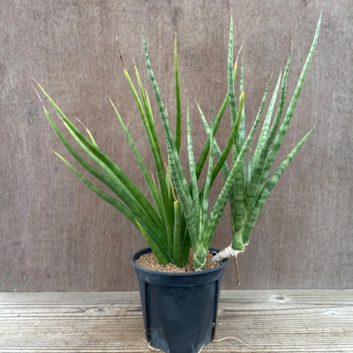 サンセベリア　ブンルートーチ　（レアプランツ　観葉植物） 園芸ネット本店｜サンセベリア：ブンルートーチ（斑入） 3.5号鉢植え23