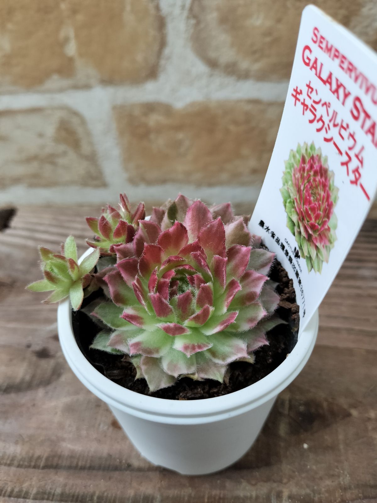 センペルビウム・ギャラクシースター - メルカリ