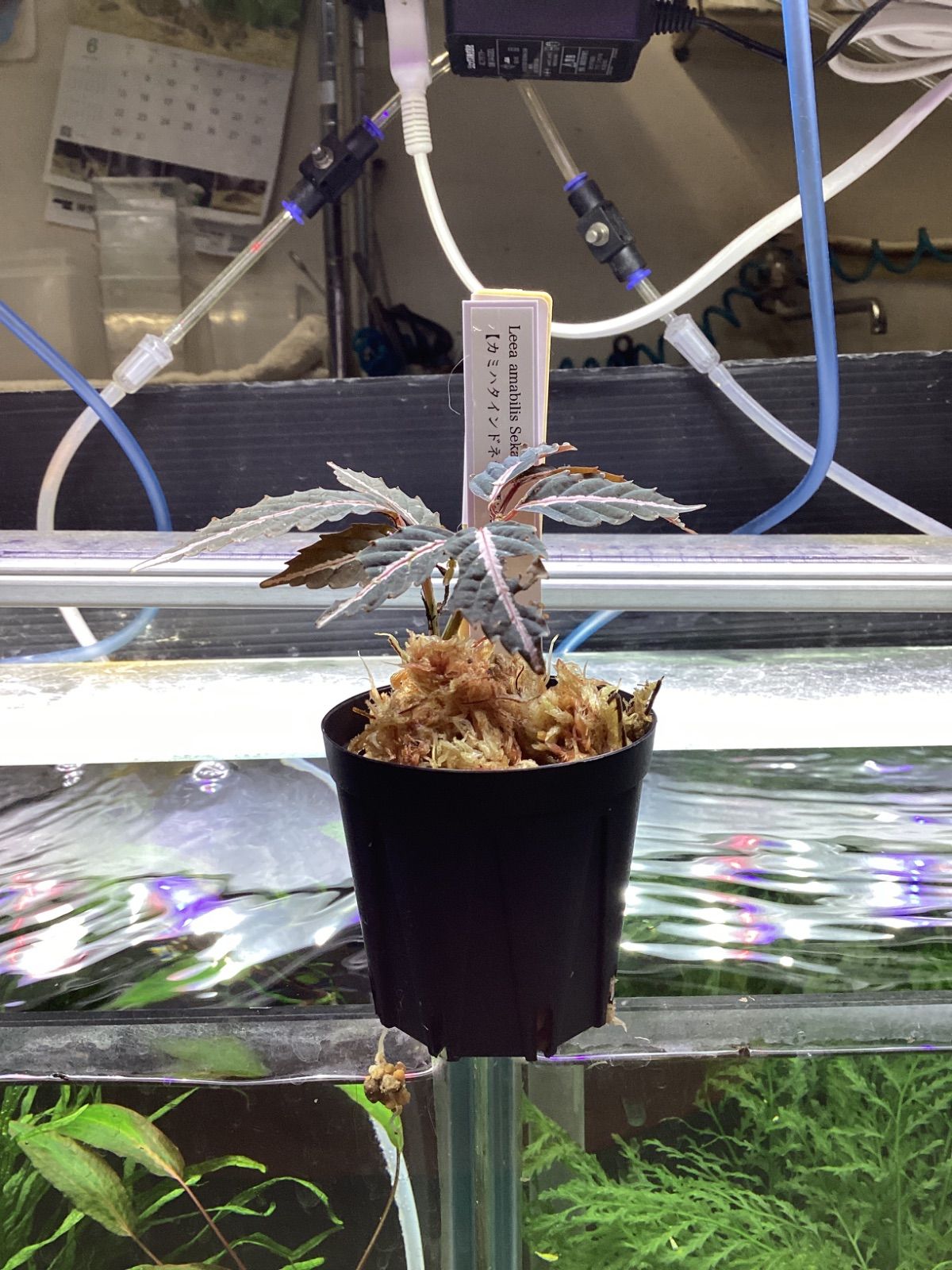 リーア アマビリス セカダウ 熱帯植物 パルダリウム ジメジメ系植物 リーア アマビリス セカダウ 熱帯植物 パルダリウム ジメジメ系