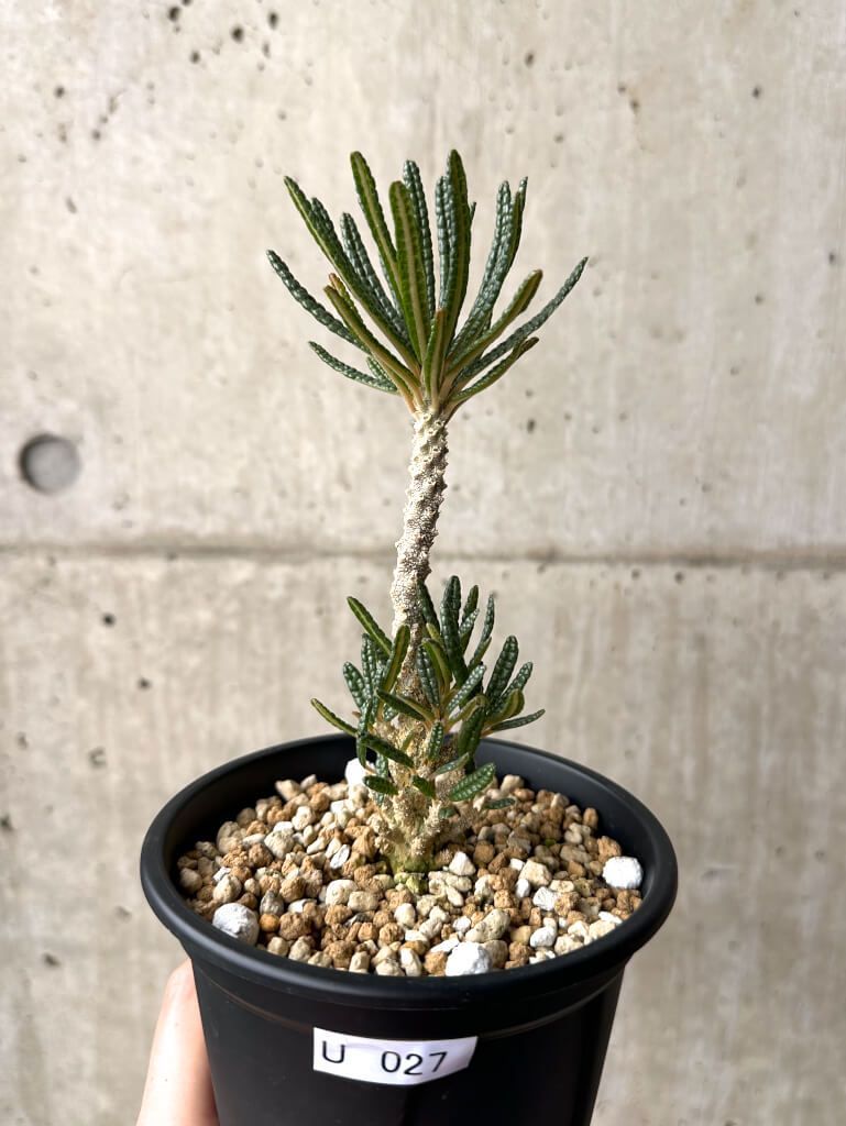 現品限り ドルステニア ギガス ブラータ 挿し木 発根済み U27 Dorstenia gigas bullata 植物 塊根植物 夏型 コーデックス