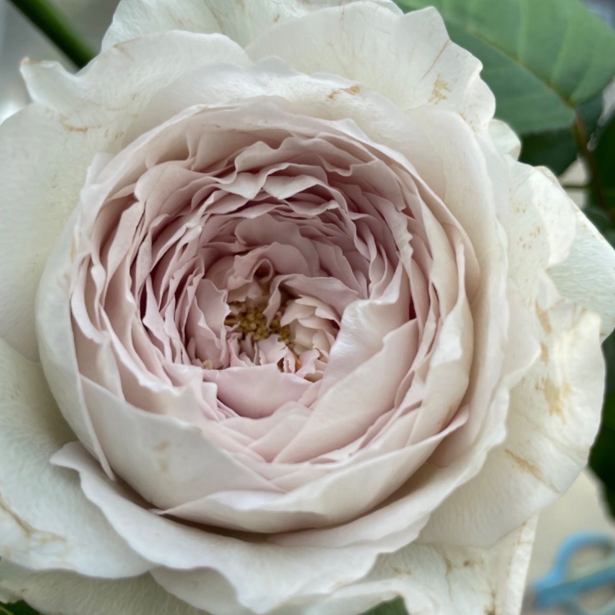 超強香超強健！入手困難パールのようなお花 切り花品種 数量限定バラ苗 