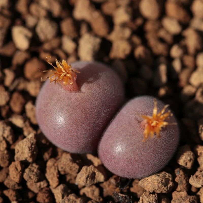 コノフィツム デプレッサム depressum 親株 コノフィツム デプレッサム ペルデュランス Conophytum