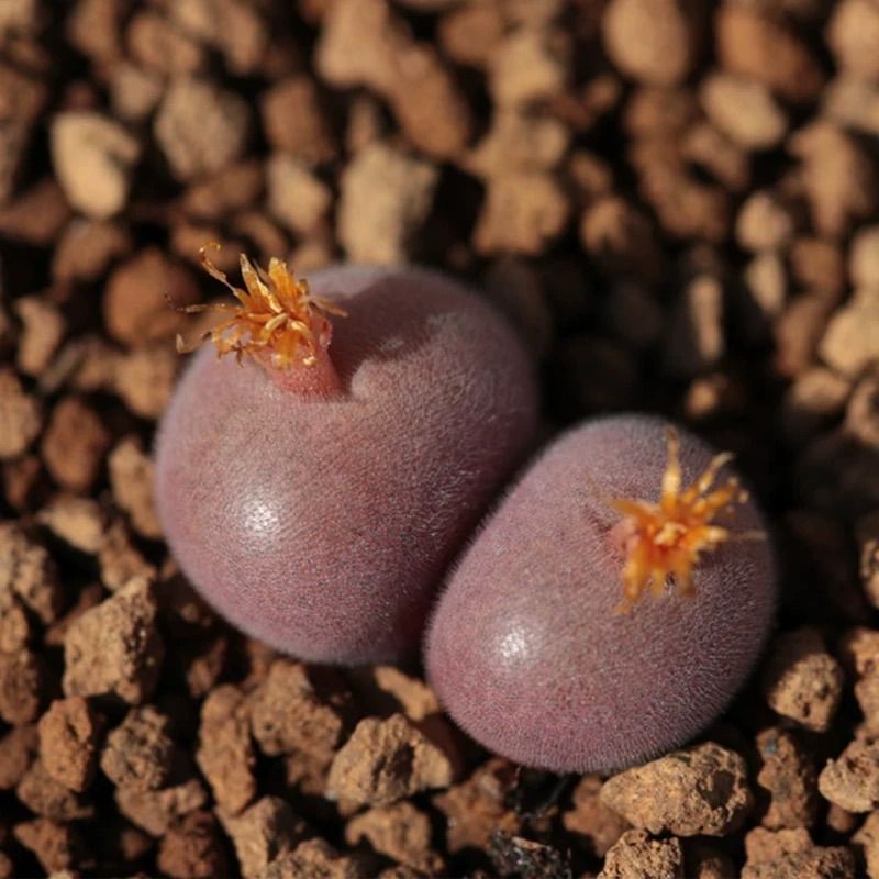 希少コノフィツム デプレッサム ssp perdurans 実生苗 多肉植物 メルカリ便 - メルカリ