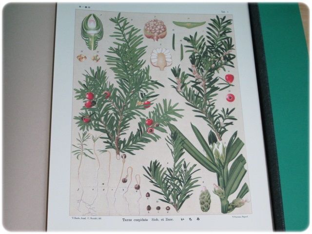 美品/覆刻 北海道主要樹木図譜 宮部金吾 工藤祐瞬 北大/aa3912 美品&frasl;覆刻 北海道主要樹木図譜 宮部金吾 工藤祐瞬 北大&frasl;aa3912