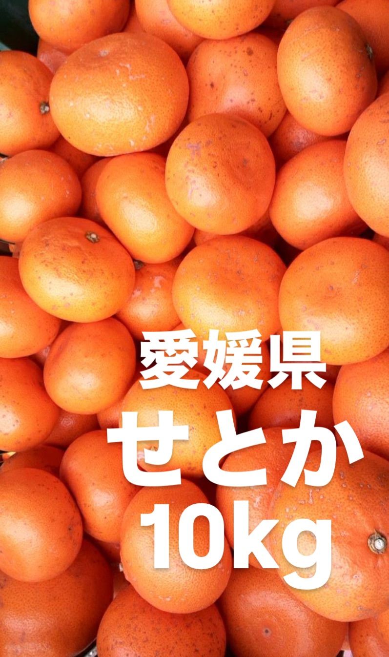 64愛媛県産 せとか 家庭用 10kg 愛媛県産 せとか みかん C品10Kg 農家直送 ご家庭用 大三島産 福本農園