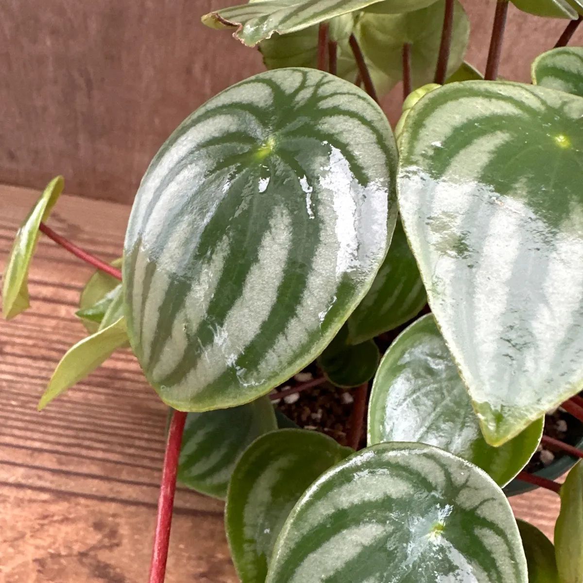 Peperomia argyreia variegated/スイカ ペペロニア⑥ Peperomia