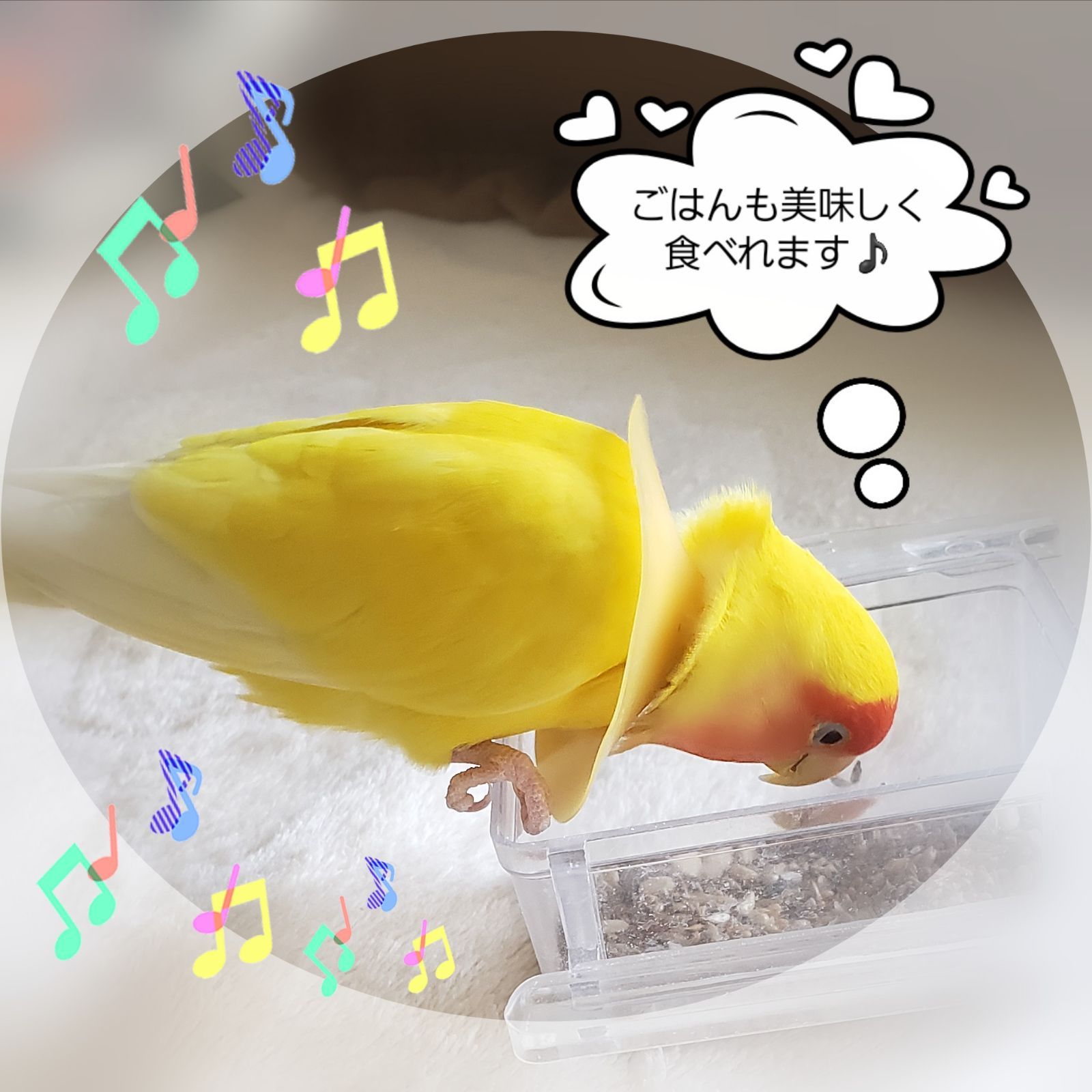 インコ エリザベスカラー(ポンチョタイプ)1枚・3サイズ・3色・3g