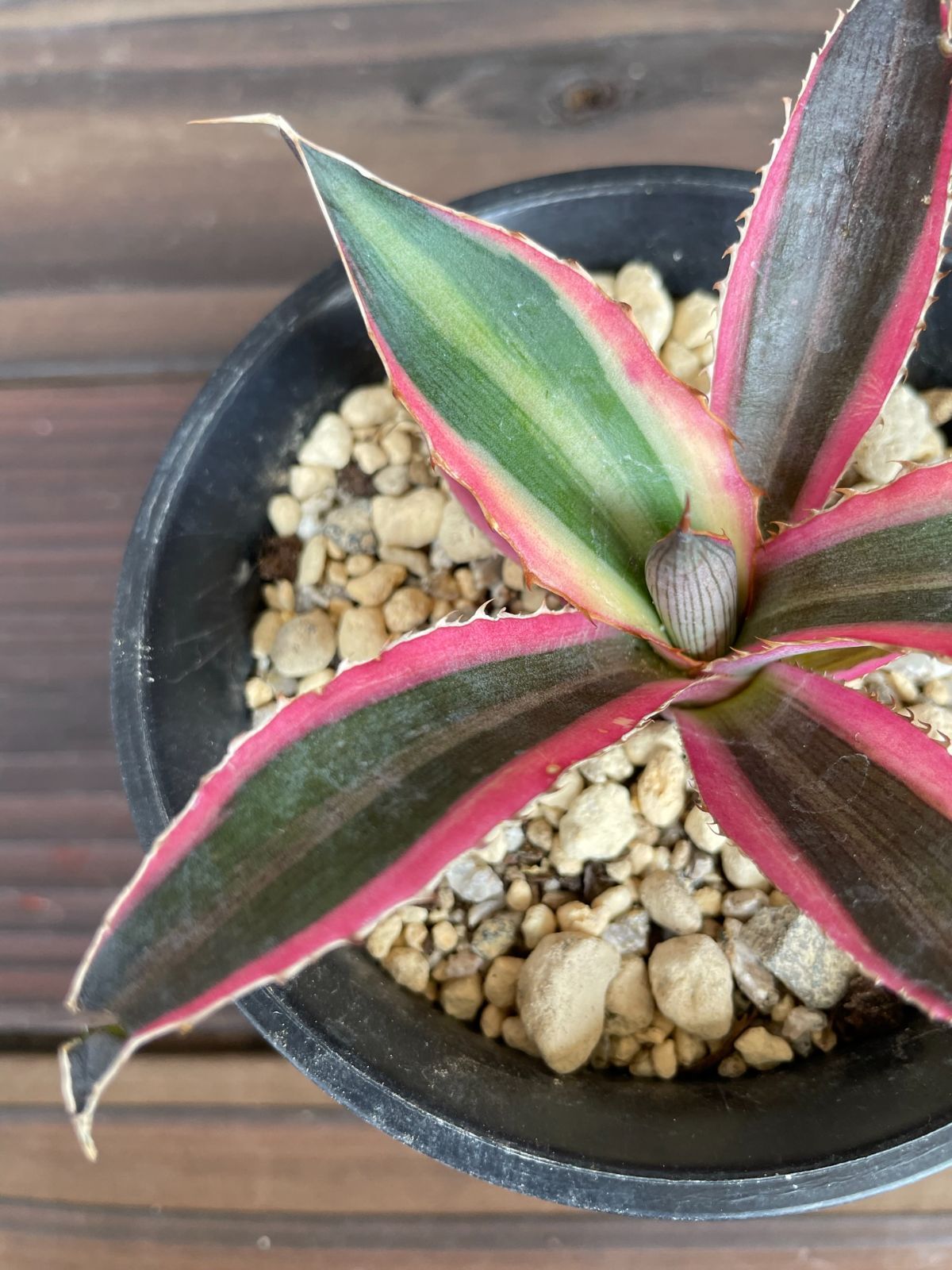 アガベ 五色万代 agave 08319-a 珍奇植物 多肉植物 - メルカリ