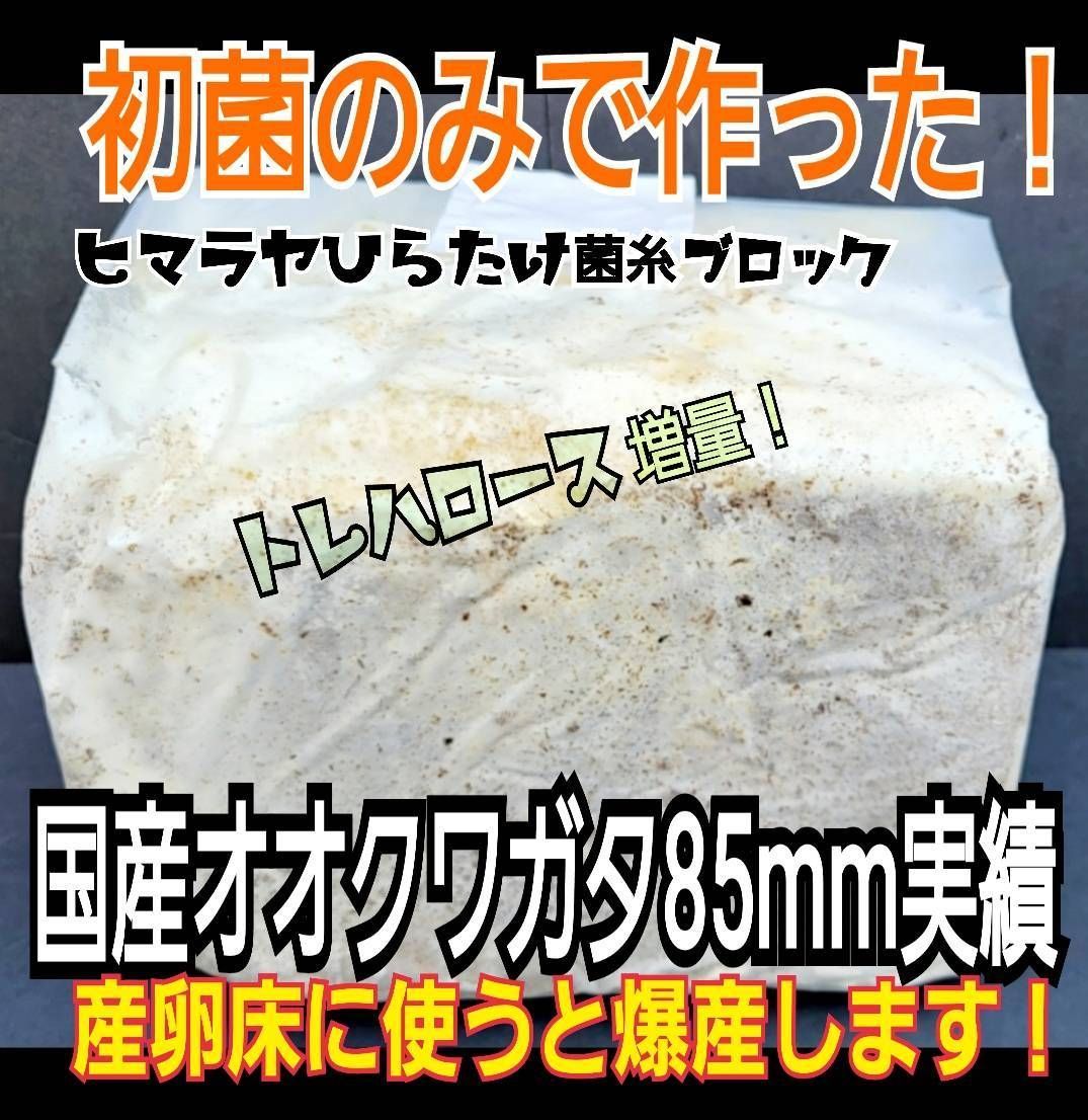 極上！菌糸ブロック6個 ヒマラヤひらたけ☆オオクワガタでギネスサイズ