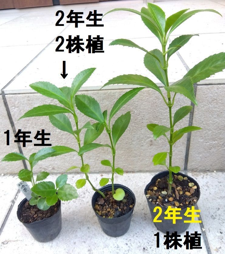 山採り ハイノキ 2.6M(鉢底から)品番E