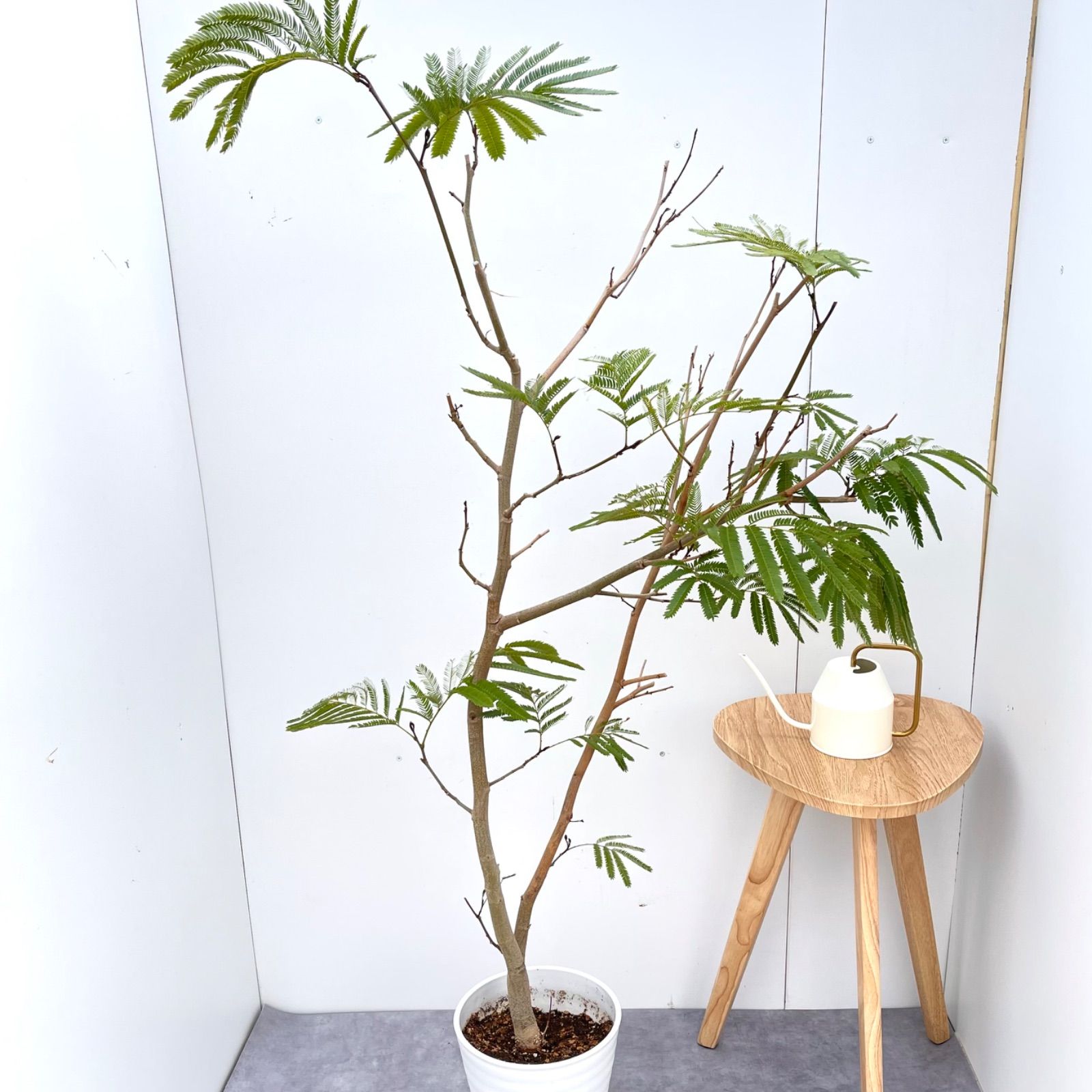 エバーフレッシュ 曲がり 8【現品】観葉植物 大型 室内 現品］5番