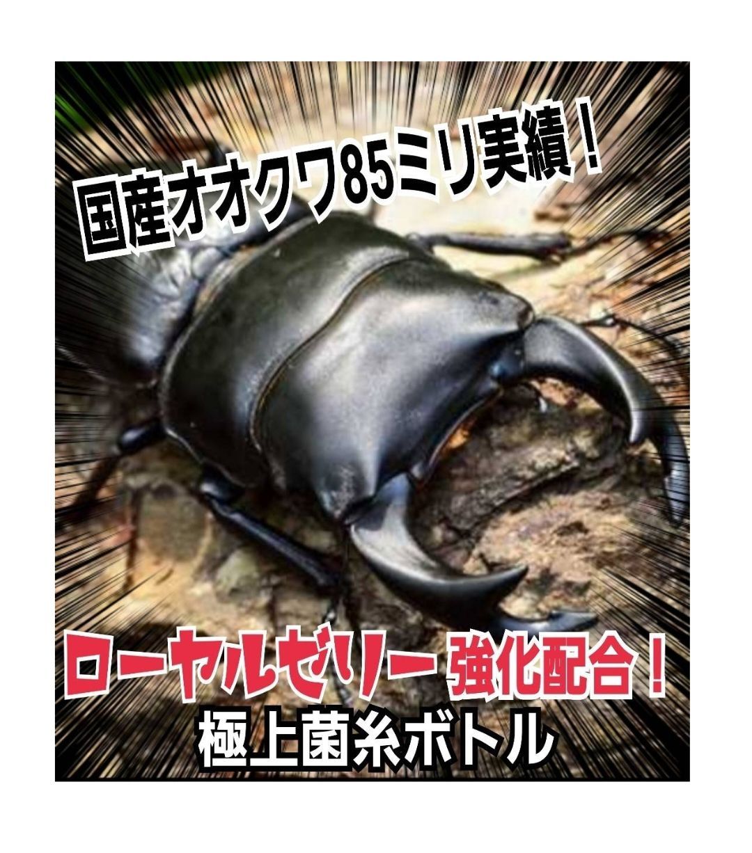 クワガタ幼虫が大きくなる！特選オオヒラタケ菌糸瓶【10本】特殊