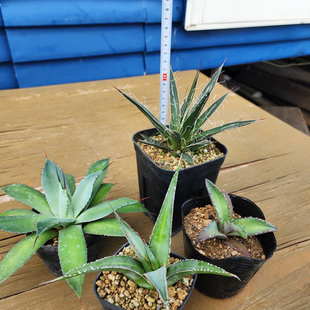 4種盛セット】【鉢ごと発送】 アガベ4種セット 2025.6.13-4種セット